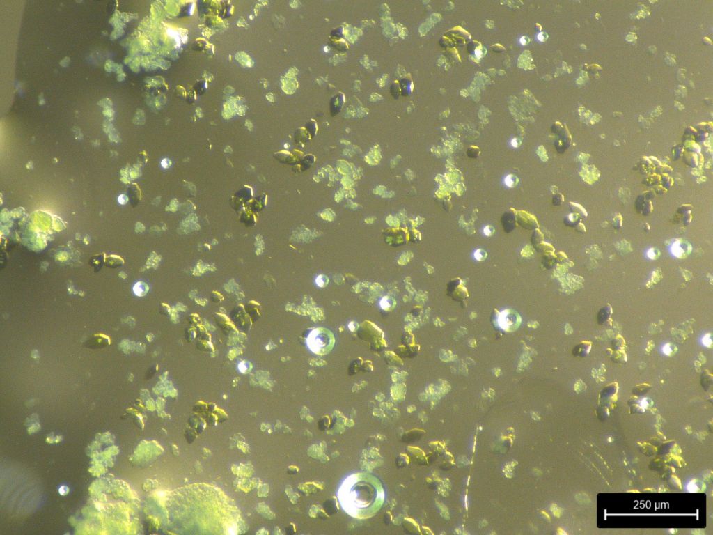 Image of radioactive Cs2NiNp3F16 crystals grown in the SRNL radiological laboratories. (SRNL image)