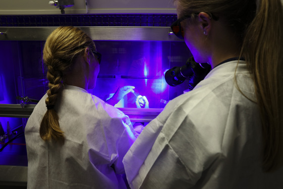 Scientists wearing protective gear, using ultraviolet light, looking at material through plexiglass